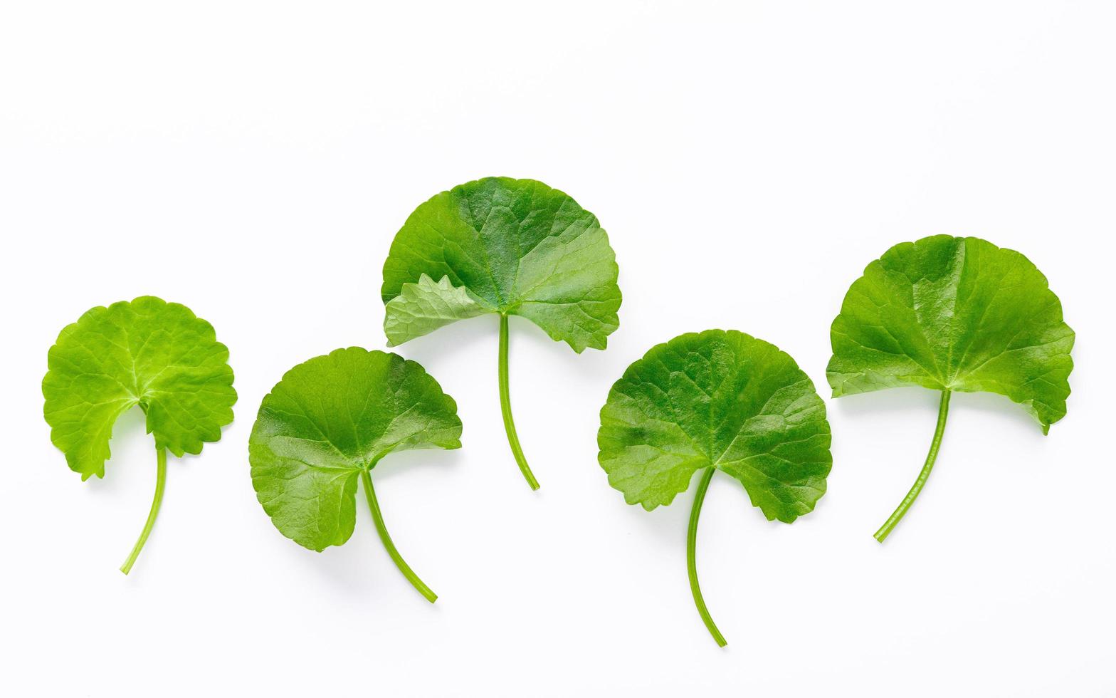 Nahaufnahme von Centella Asiatica-Blättern, die auf Draufsicht des weißen Hintergrunds isoliert sind. foto