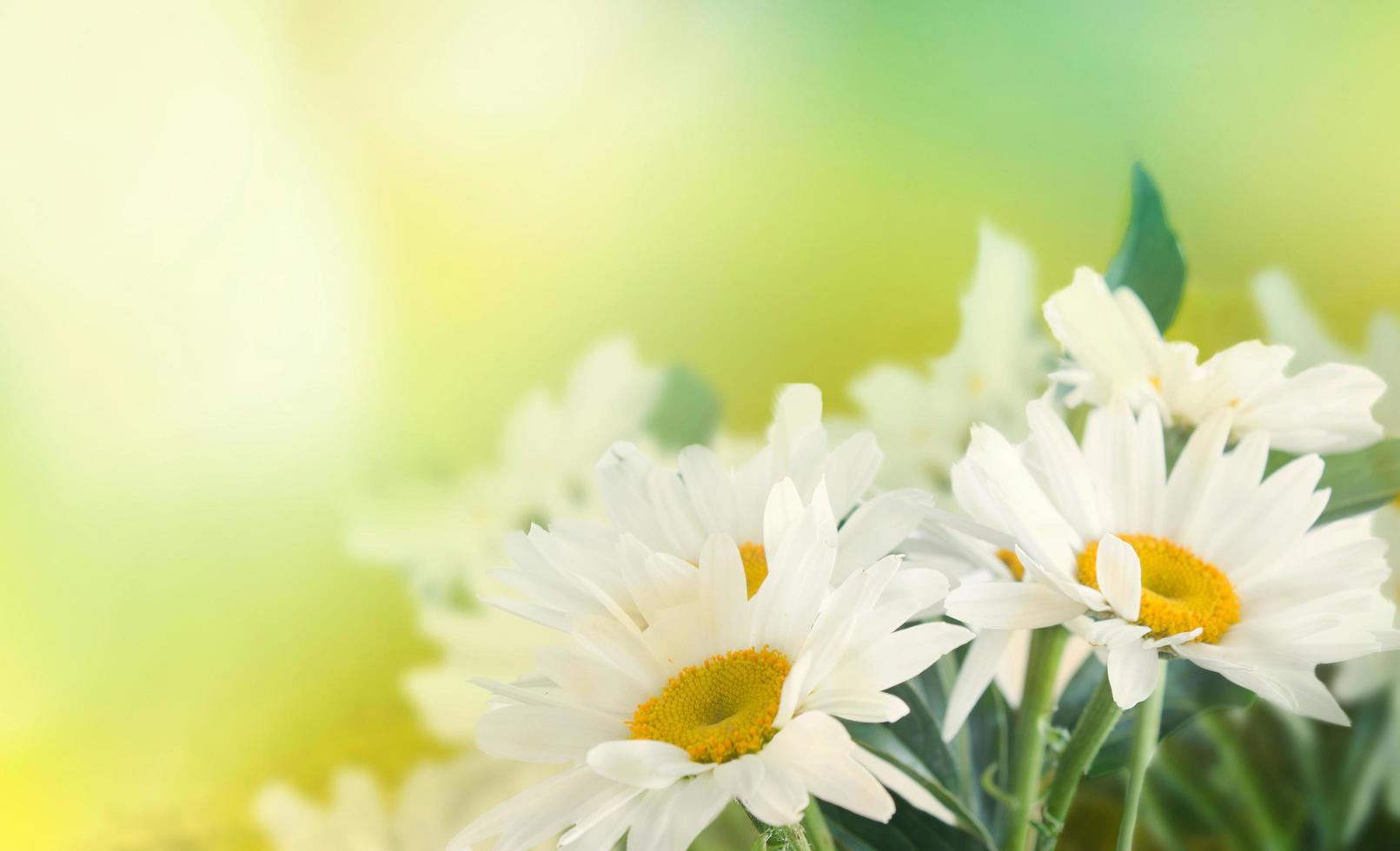 schöner Frühlingshintergrund mit Blumen. Feld der Kamille. sommer- oder frühlingsabstrakter bokeh-hintergrund mit gänseblümchenblumen foto