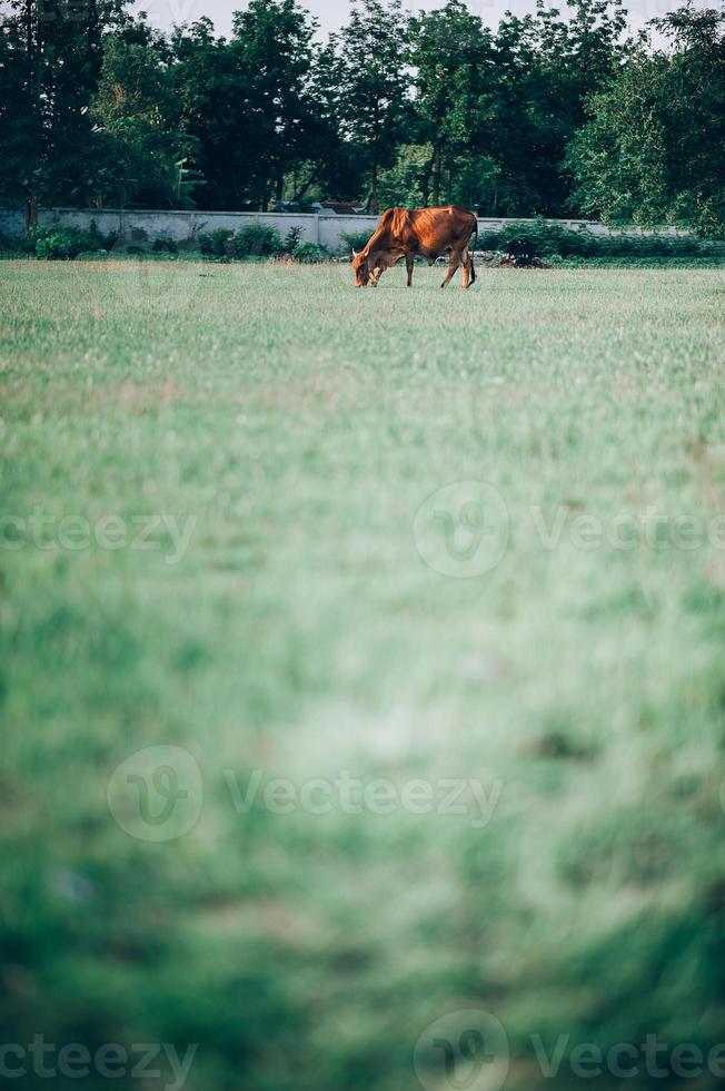 Kuh und grünes Gras foto