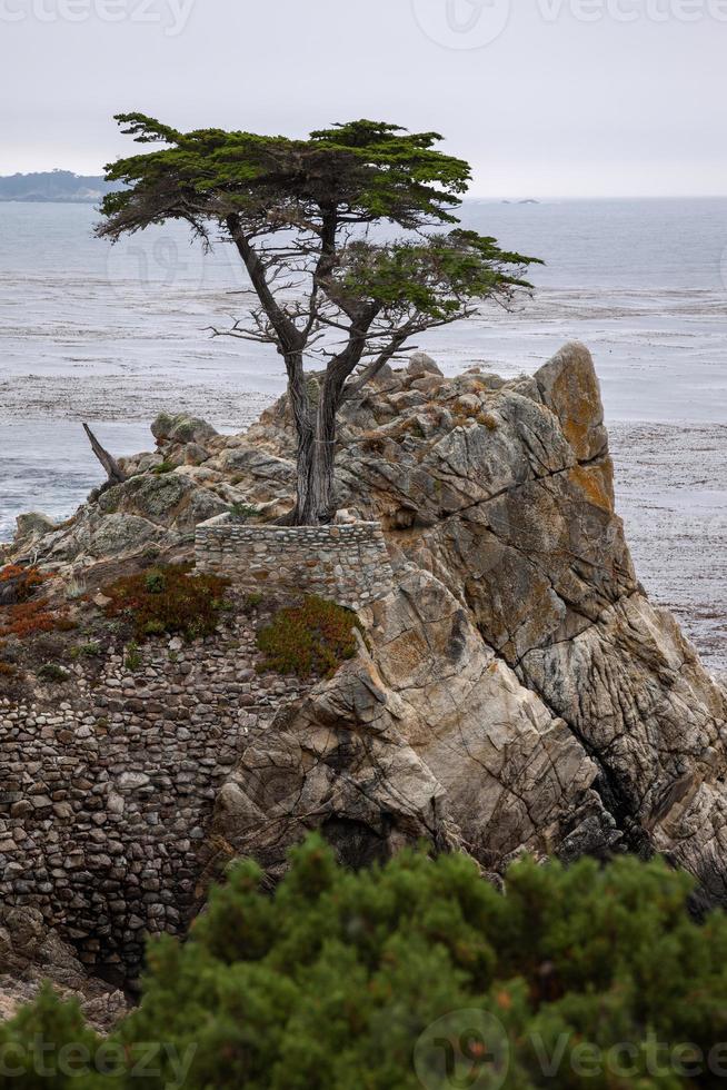 Monterey-Zypresse an der Küste von Carmel foto