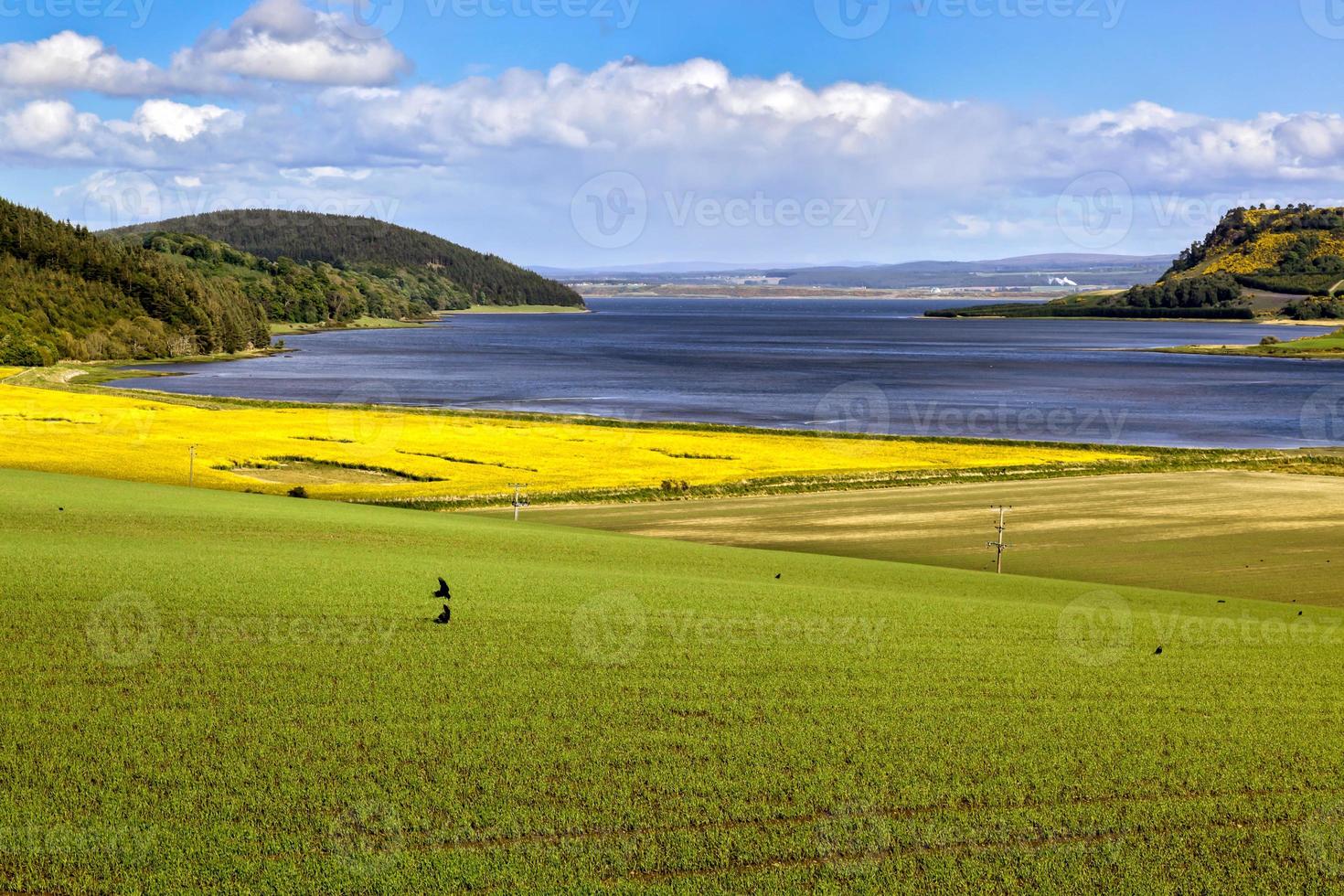 Rapsfeld in der Nähe von Munlochy Bay foto