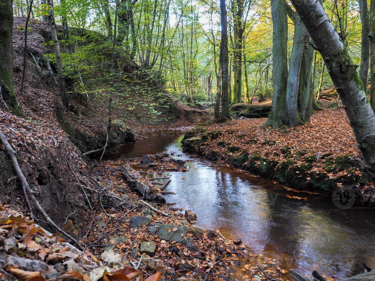 malerischer blick auf den ashdown forest in sussex foto