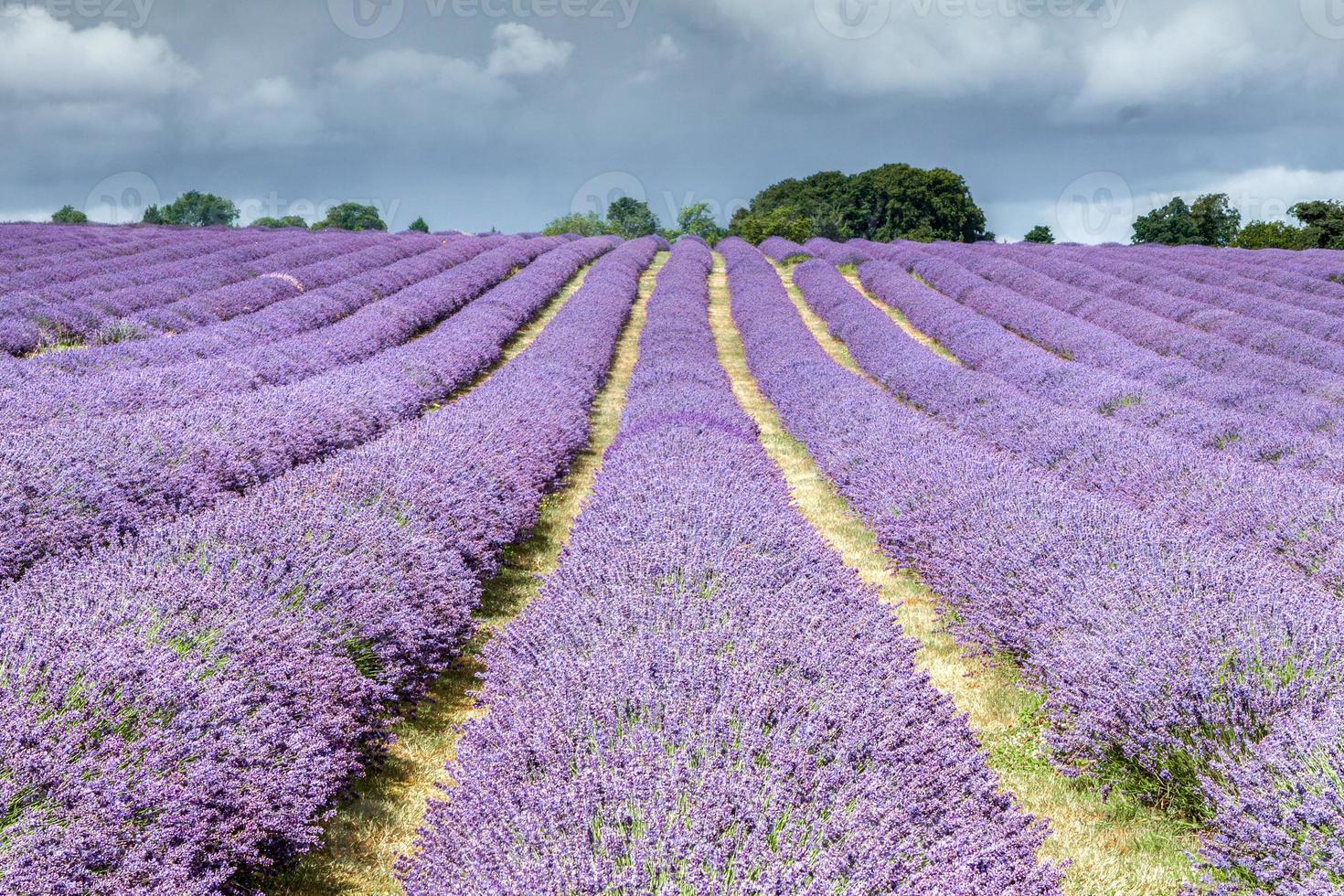 Lavendelfeld in Banstead, Surrey foto