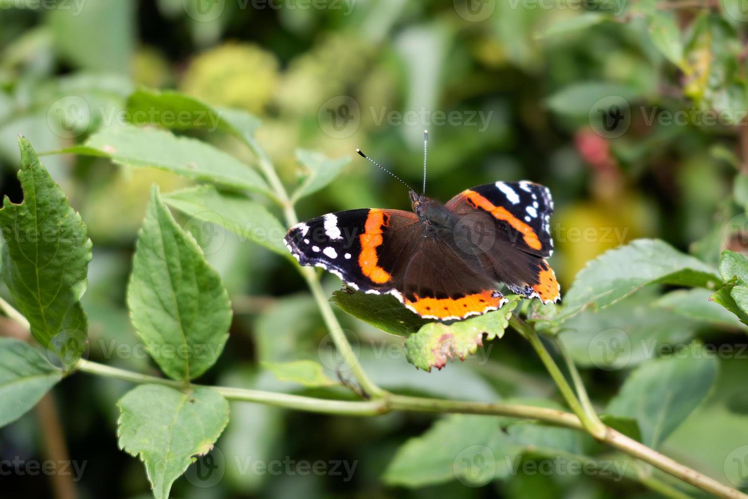 Red Admiral ruht auf einem Blatt foto