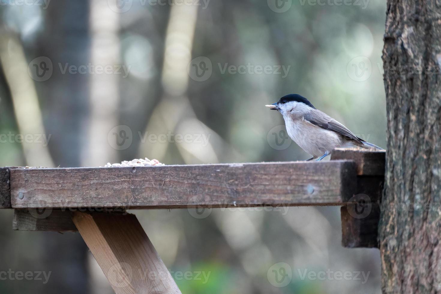 Mönchsgrasmücke auf Nahrungssuche auf einem Saatguttablett aus Holz foto