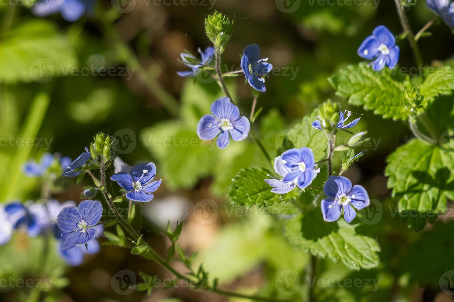 Gamander Ehrenpreis wächst im Frühling in Sussex foto