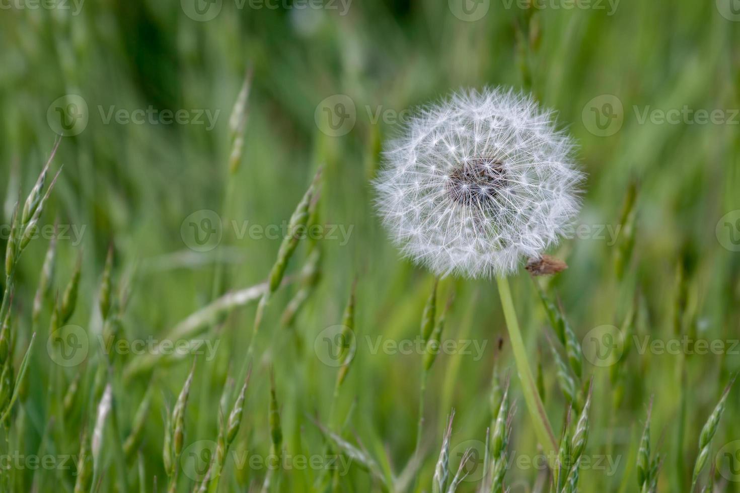 nahaufnahme eines löwenzahnsamenkopfes in einem feld in godstone surrey foto