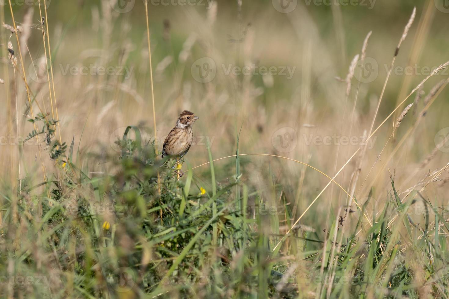 Eurasische Feldlerche thront im Spätsommer auf einem Stiel neben einem Feld foto