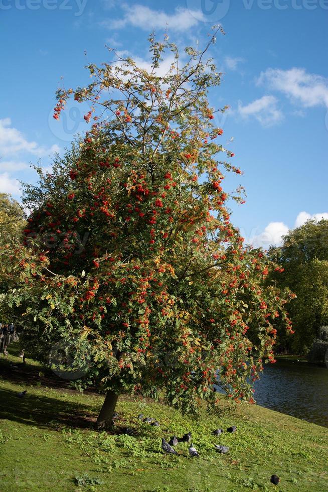 Frucht der Eberesche oder Eberesche am Ufer eines Sees foto