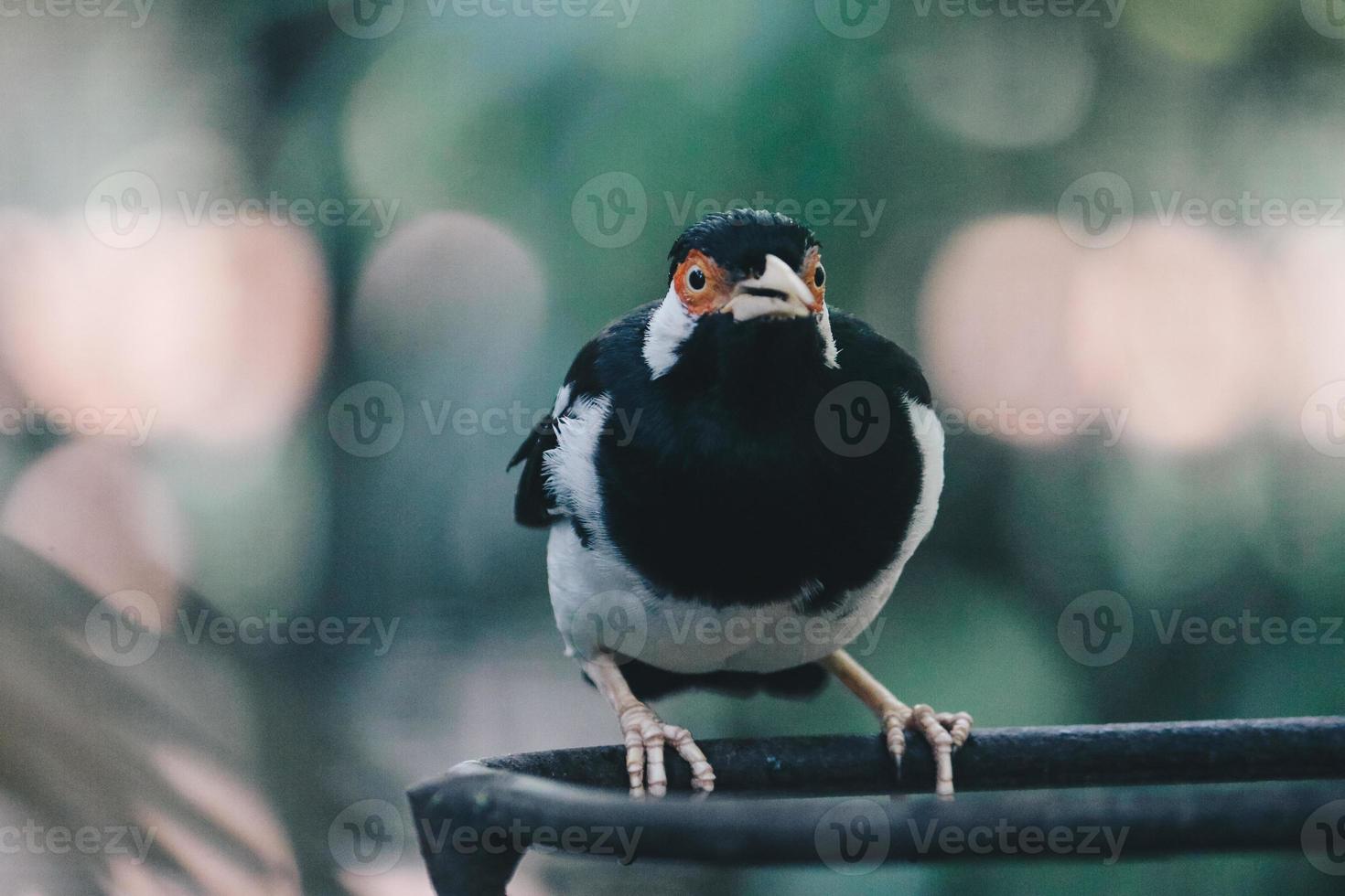 der pied myna oder der asiatische scheckenstar oder jalak suren, ein einheimischer myna-vogel aus indonesien foto