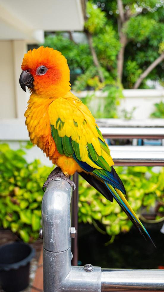 Papageien, Sonne Cornure, gelb und grün. Papageien werden unabhängig voneinander aufgezogen. kann nach Bedarf fliegen. süßer Vogel oder Haustier, natürlich aufgezogen, nicht eingesperrt oder angekettet, frei fliegend. foto