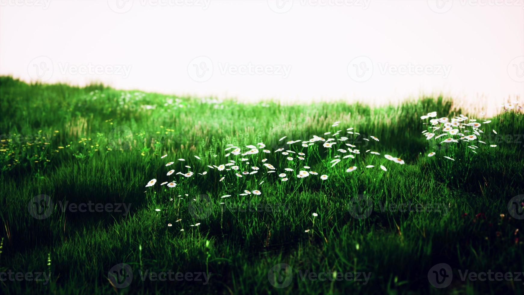 Gras auf dem Feld bei Sonnenaufgang foto