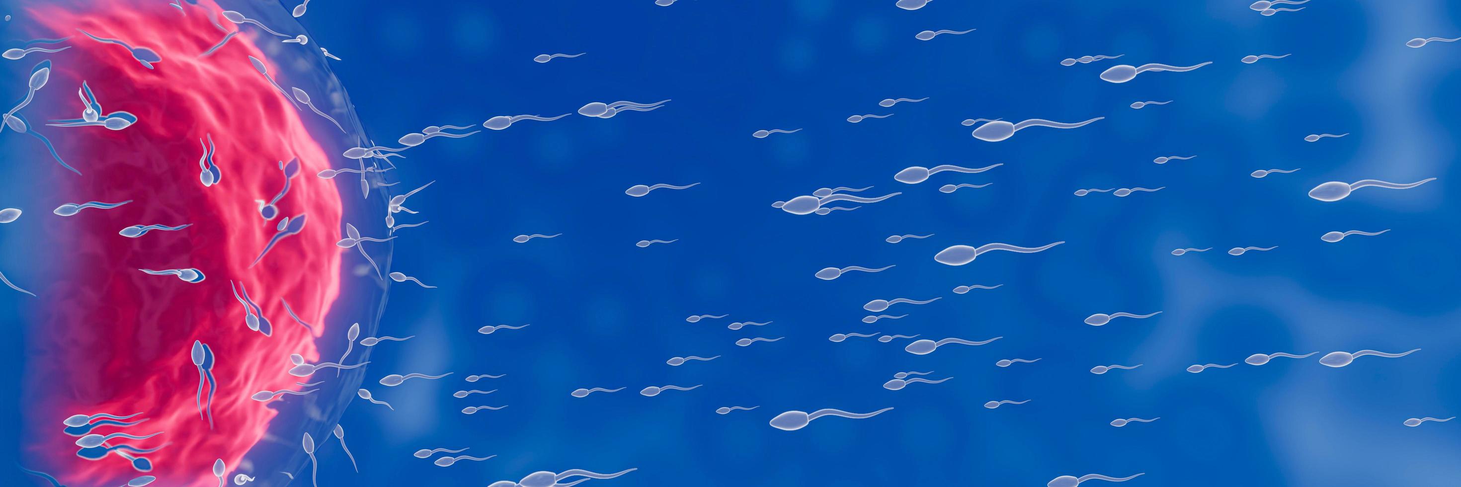 das Spermium ist auf die Eizelle gerichtet. menschliche Paarung zu machen. ein Vorbefruchtungsmodell zwischen einer Eizelle und einem Spermium. 3D-Rendering foto