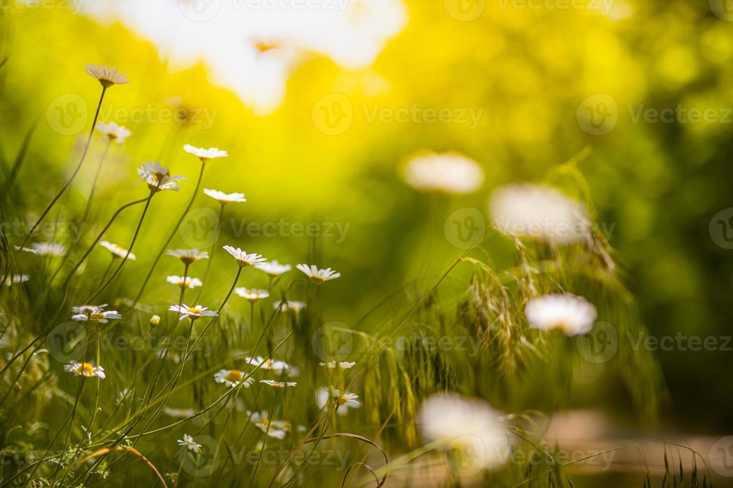 Morgensonne und Gänseblümchen, die auf einer Wiese wachsen. künstlerisches Naturmakro, weißes Blumenfeld des Frühlingssommers. verschwommene Bokeh-Nahaufnahme Kamillenblüten Landschaft foto