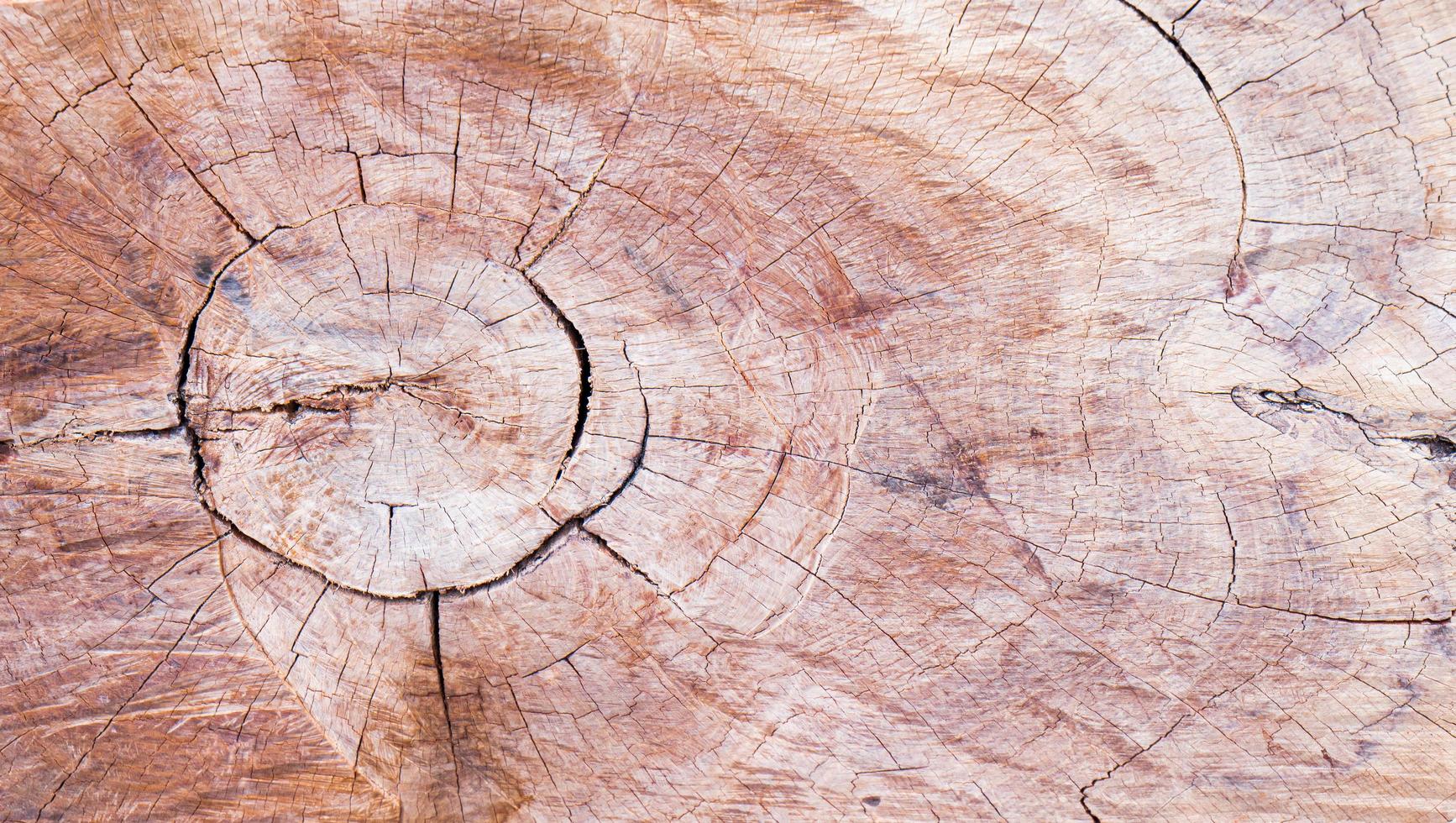 Rinde von einem großen Baumstamm. Holzmaserungsmuster zur Verwendung bei der Herstellung von Tapeten oder Hintergründen foto