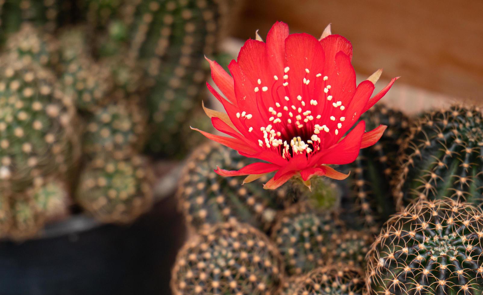 rote Blüten der Kaktuspflanze. Blumen, die auf Kakteen in kleinen Töpfen blühen. foto