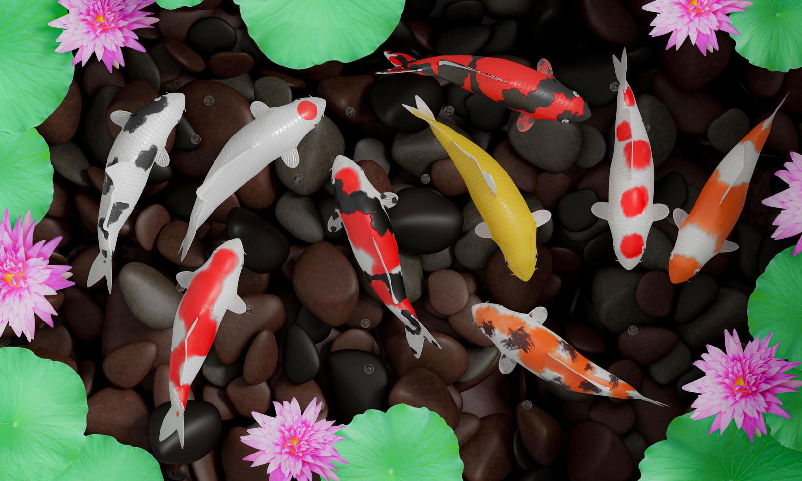 Koi oder ausgefallene Koi-Fische schwimmen im Kreis. vermittelt Glück im Feng Shui. Fische schwimmen in einem Lotusteich mit rosafarbenen Lotusblumen Der Teichboden ist ein Flussfelsen. 3D-Rendering foto