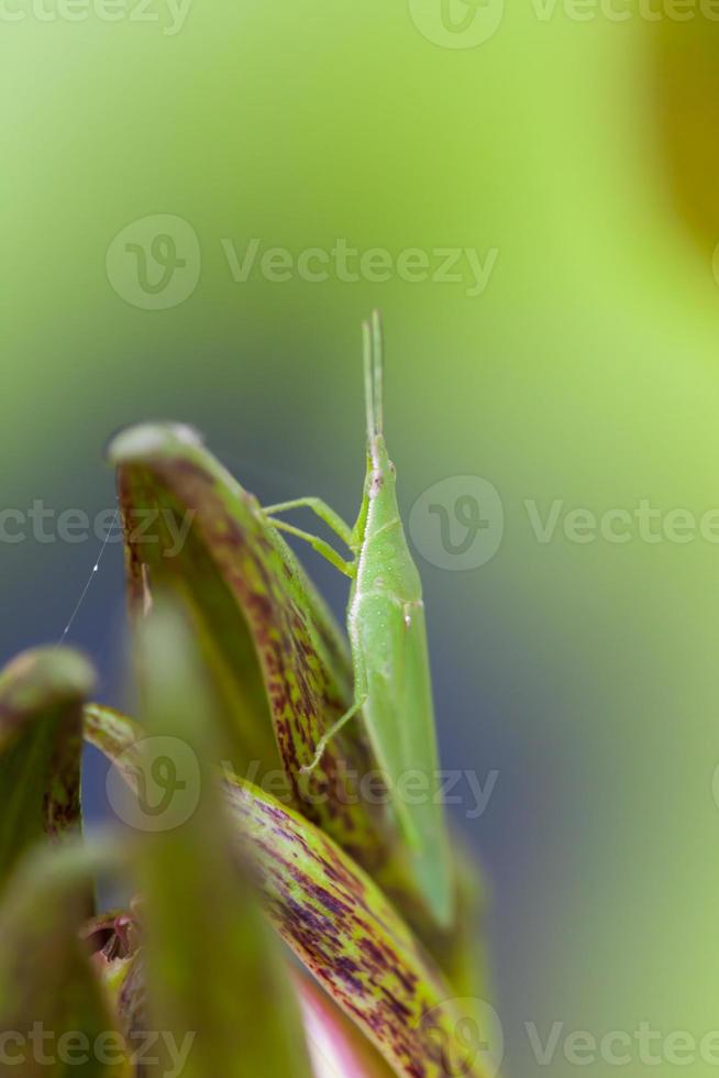 Heuschrecke thront auf einer Lotusblüte foto