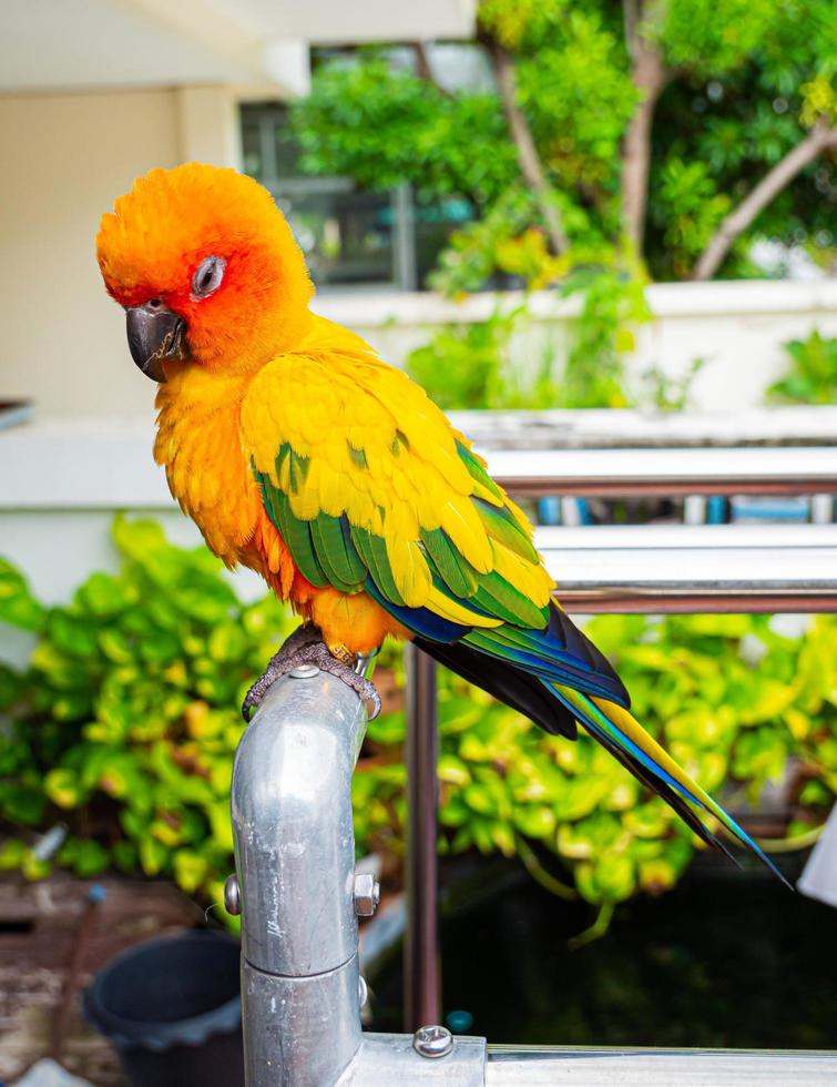 Papageien, Sonne Cornure, gelb und grün. Papageien werden unabhängig voneinander aufgezogen. kann nach Bedarf fliegen. süßer Vogel oder Haustier, natürlich aufgezogen, nicht eingesperrt oder angekettet, frei fliegend. foto