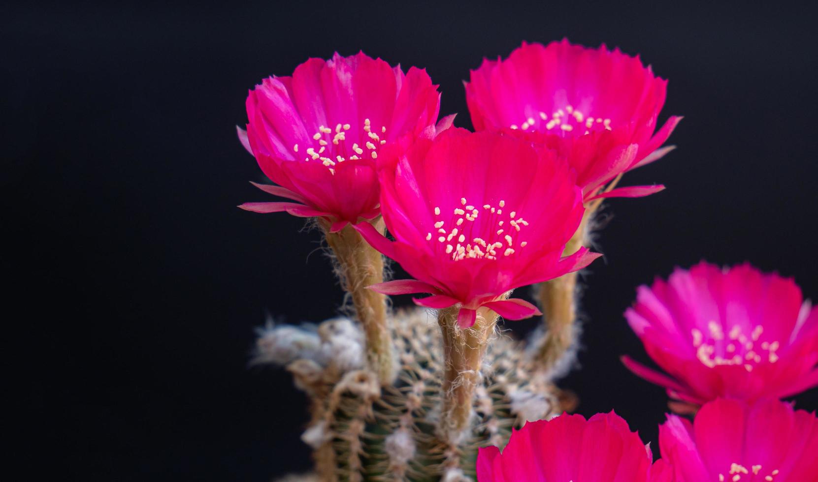 dunkelrosa oder hellrote Blüten eines Kaktus oder Kakteen. Kaktusbüschel in einem kleinen Topf. Gewächshäuser zur Aufzucht von Pflanzen in Häusern. Schießen im Studio schwarzer Hintergrund. foto