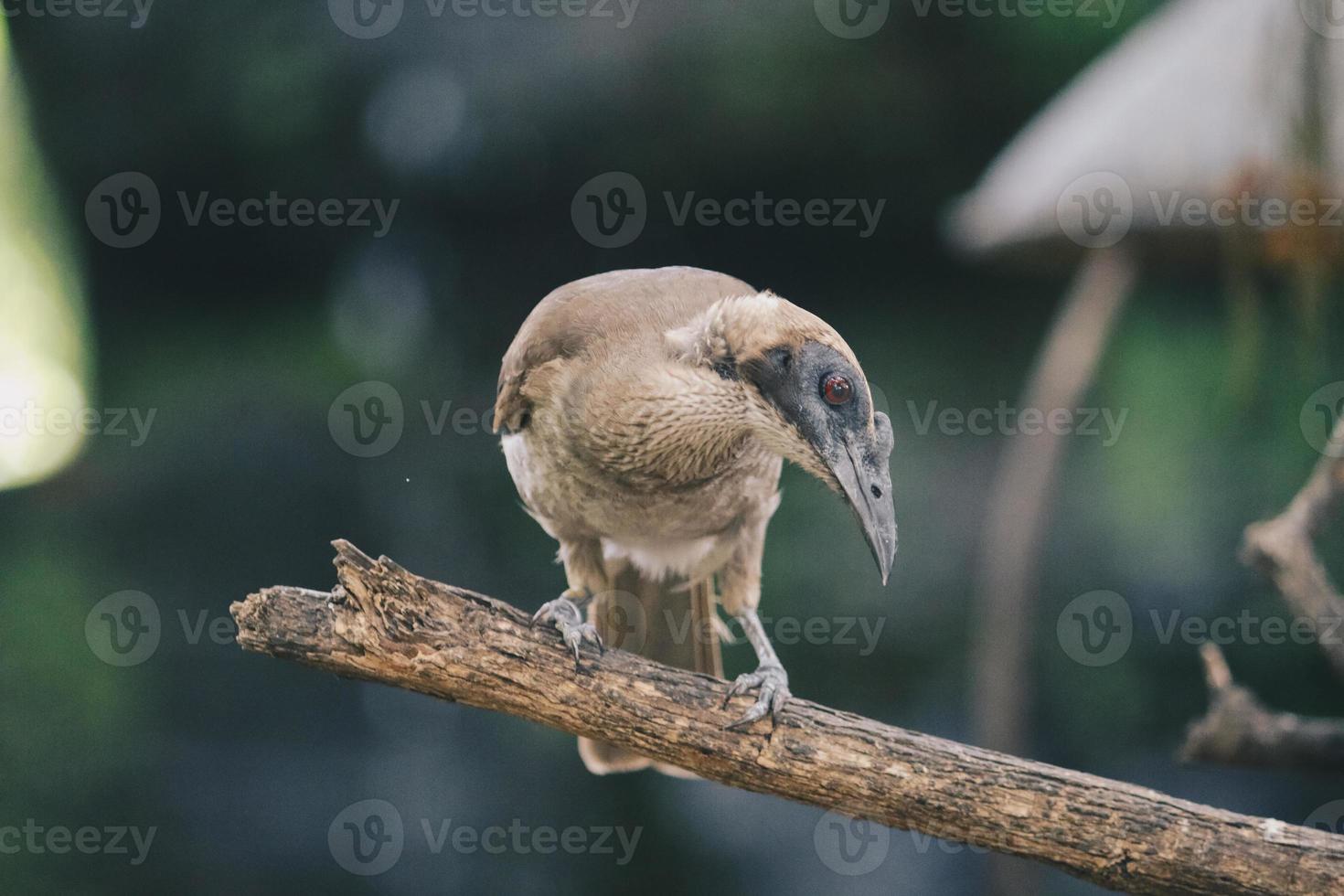 Nahaufnahme des Portraits von behelmtem Friarbird, Philemon buceroides, sitzend auf Ast. sehr seltsamer langer Kopf, hässlicher Vogel. foto