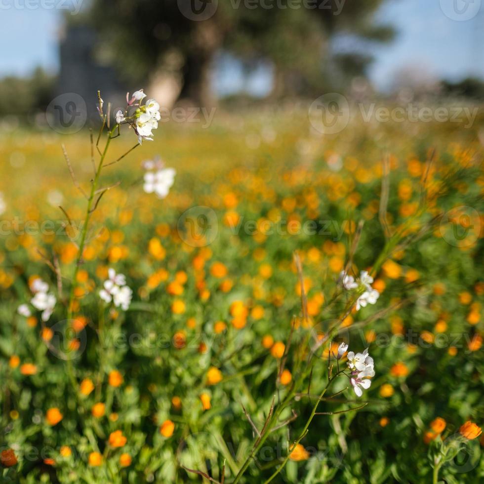 Blumen in einem Feld Fasano Apulien Italien foto