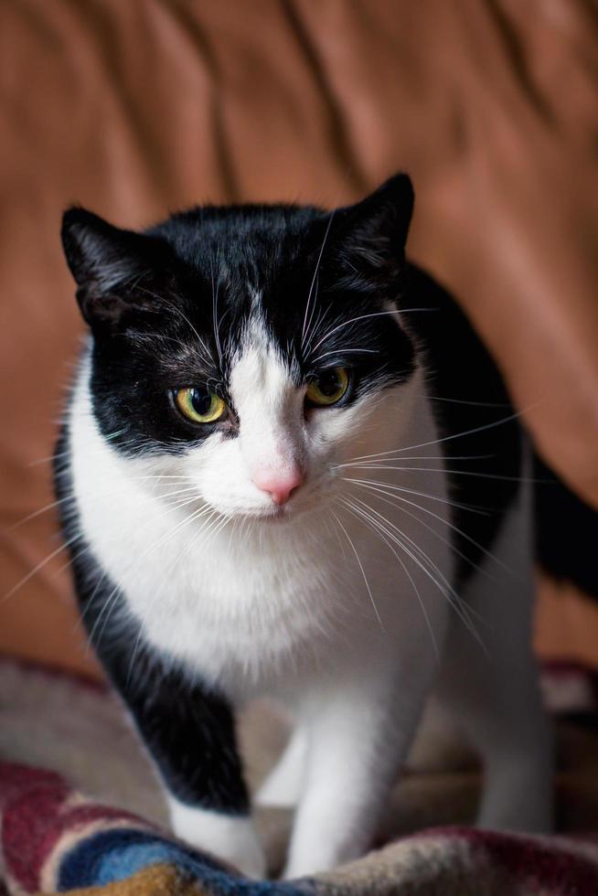 schwarz-weiße Katze mit rosa Nase und schönen Augen, die nach vorne schauen. foto