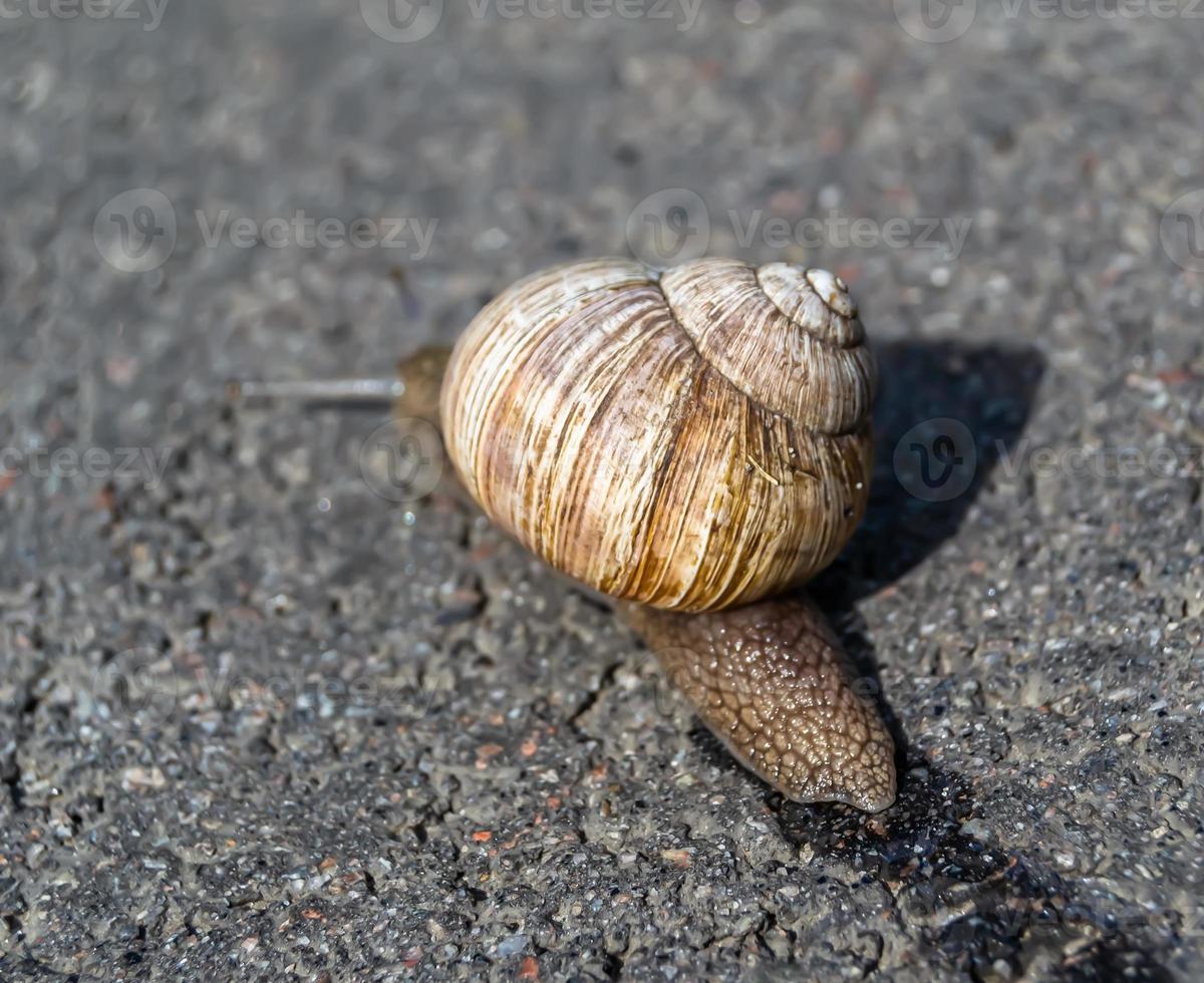 große Gartenschnecke im Schneckenhaus kriecht auf nasser Fahrbahn foto