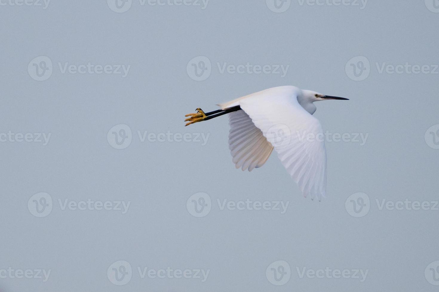 Seidenreiher Egretta Garzetta Whiteabbey Belfast Nordirland Vereinigtes Königreich foto