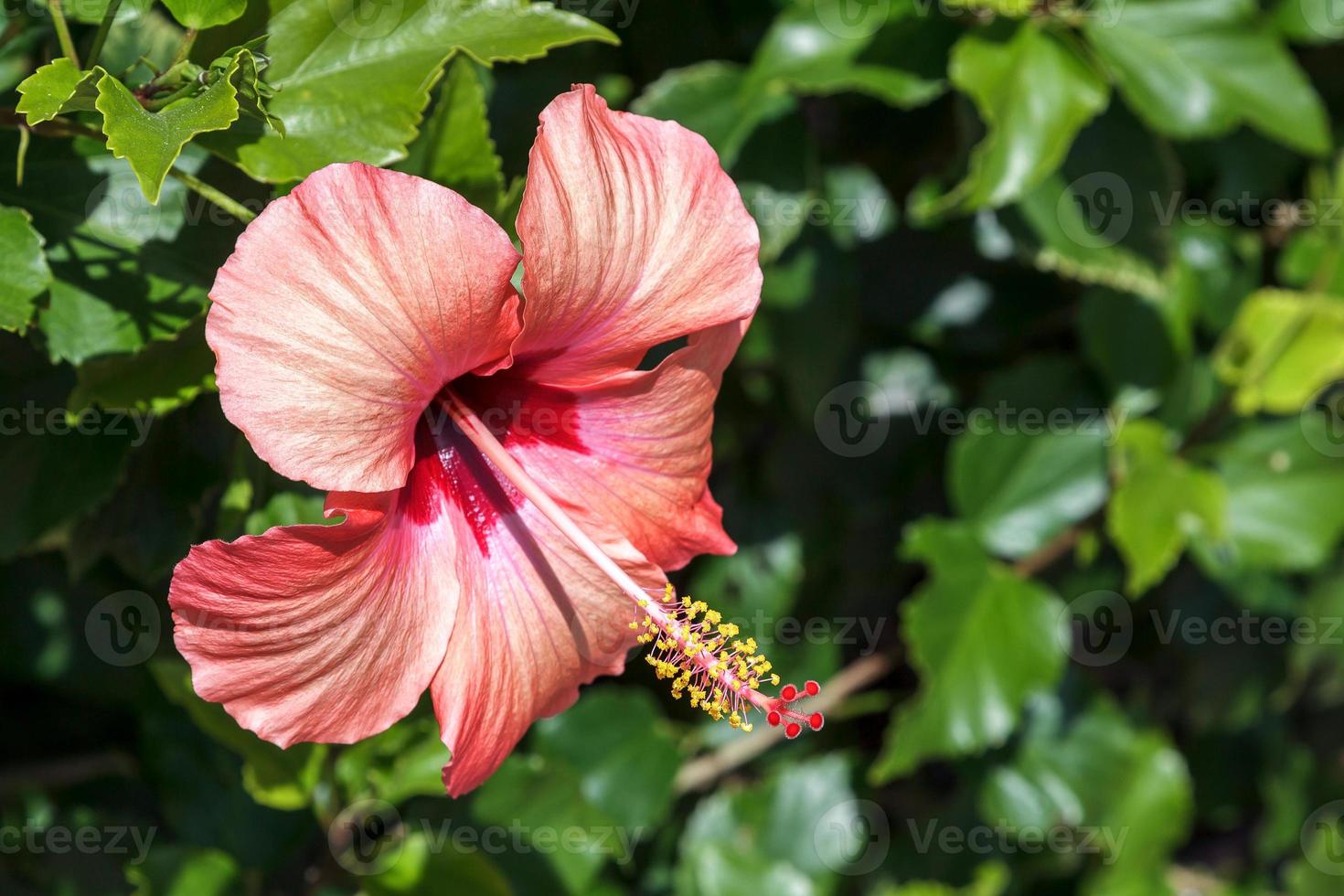 Hibiskusblüte auf Teneriffa foto