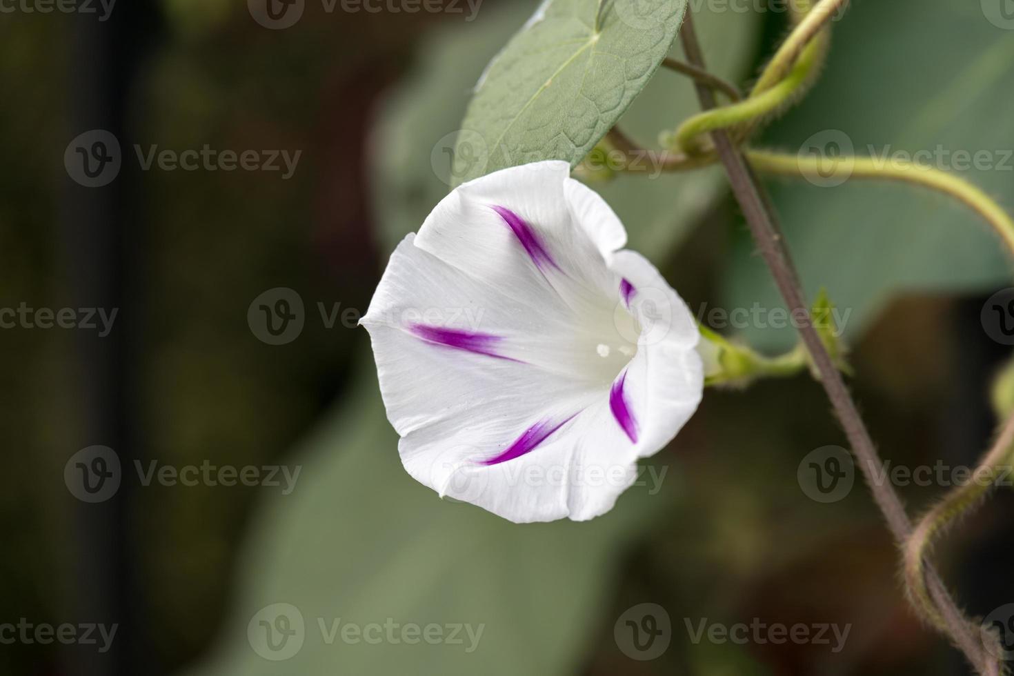 Gemeine Prunkwinde, die in Italien wild wächst foto