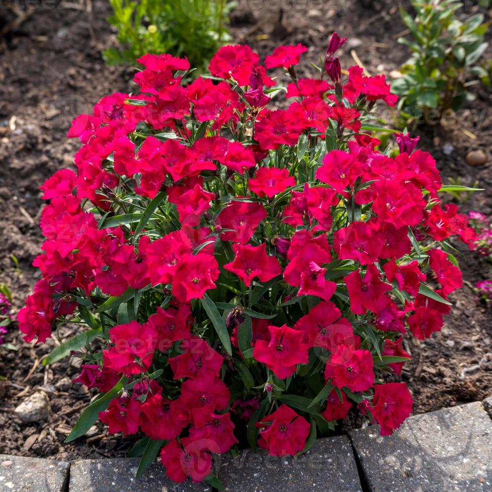 Red Sweet William blüht in der frühen Morgensonne foto