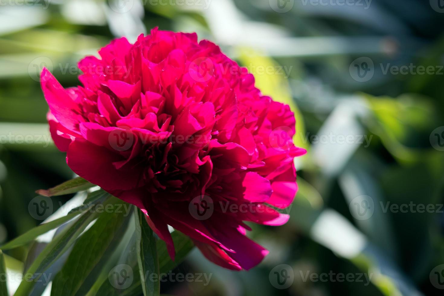 leuchtend rote Pfingstrose, die in einem Garten in der Frühlingssonne blüht foto