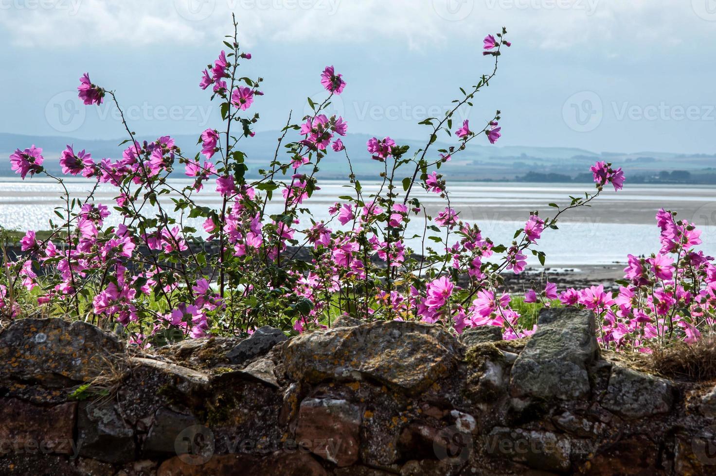 Malve wächst hinter einer Steinmauer auf der Heiligen Insel foto