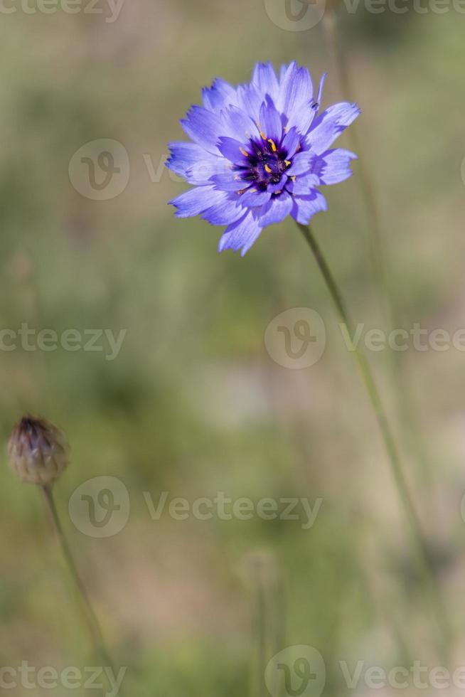 blaue Kornblume wächst neben der Promenade in Eastbourne foto