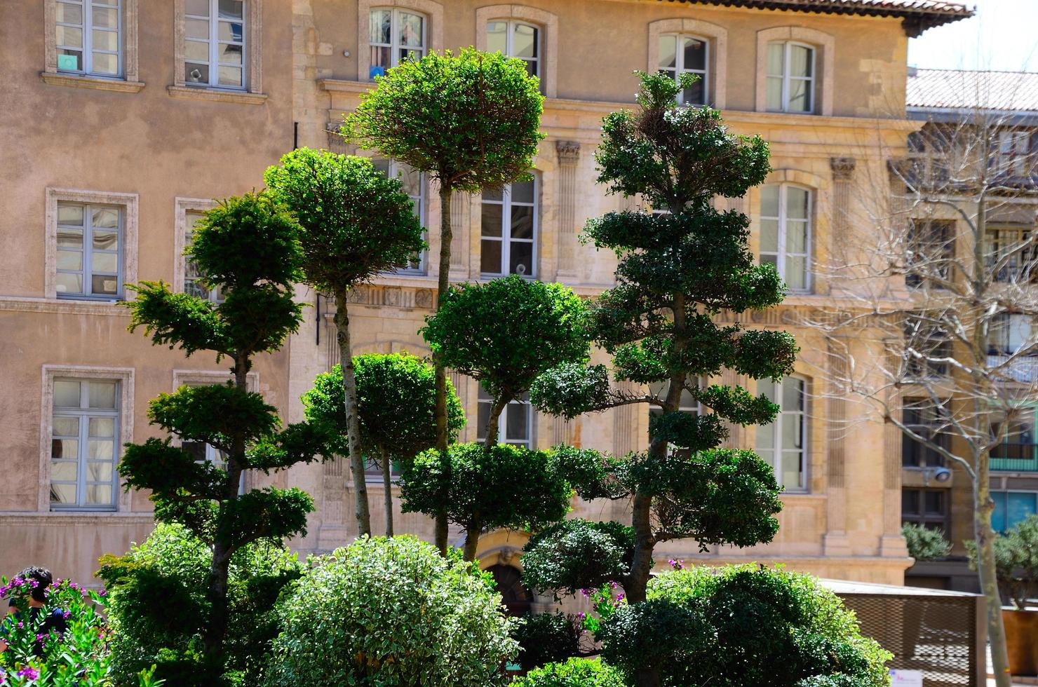 Wunderschöne Bäume in Marseille foto