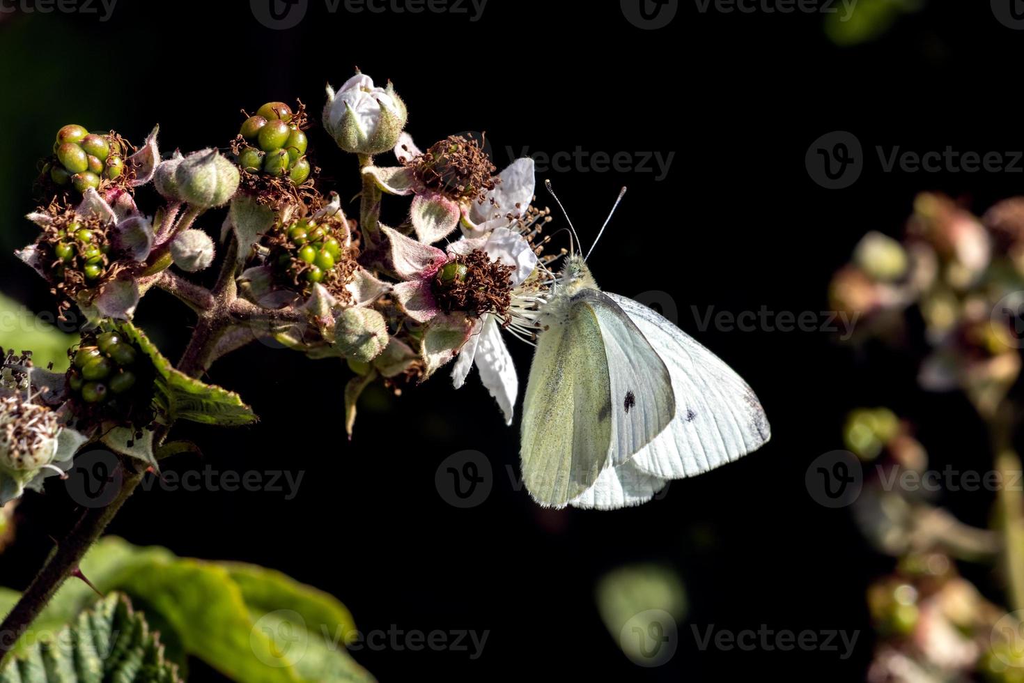 kleiner Kohlweißling, der sich von einer Brombeerblume ernährt foto