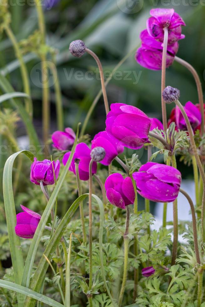 eine Gruppe magentafarbener Anemonen, die im Frühling in einem Garten blühen foto