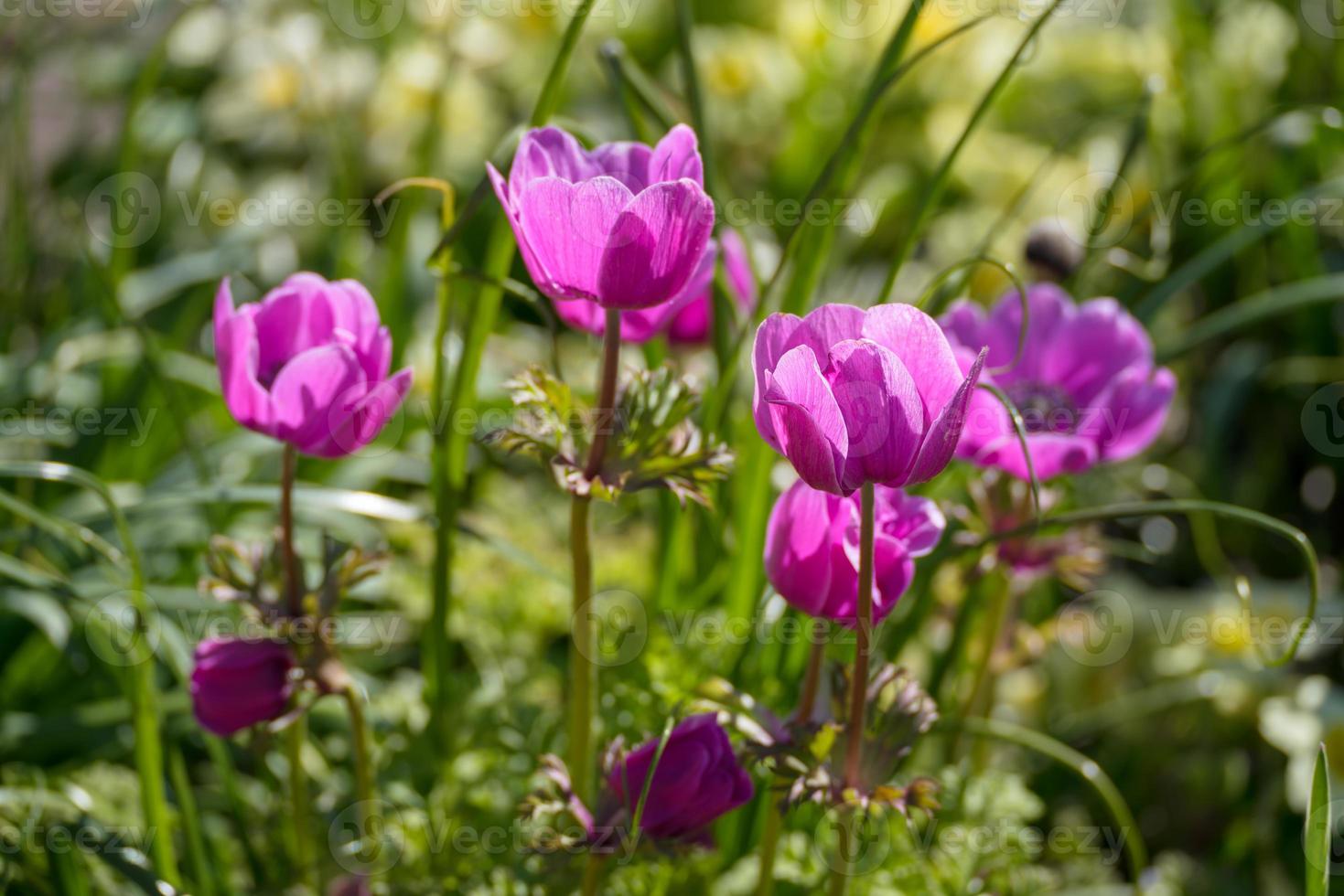 Magenta Anemone blüht im Frühling in einem Garten foto