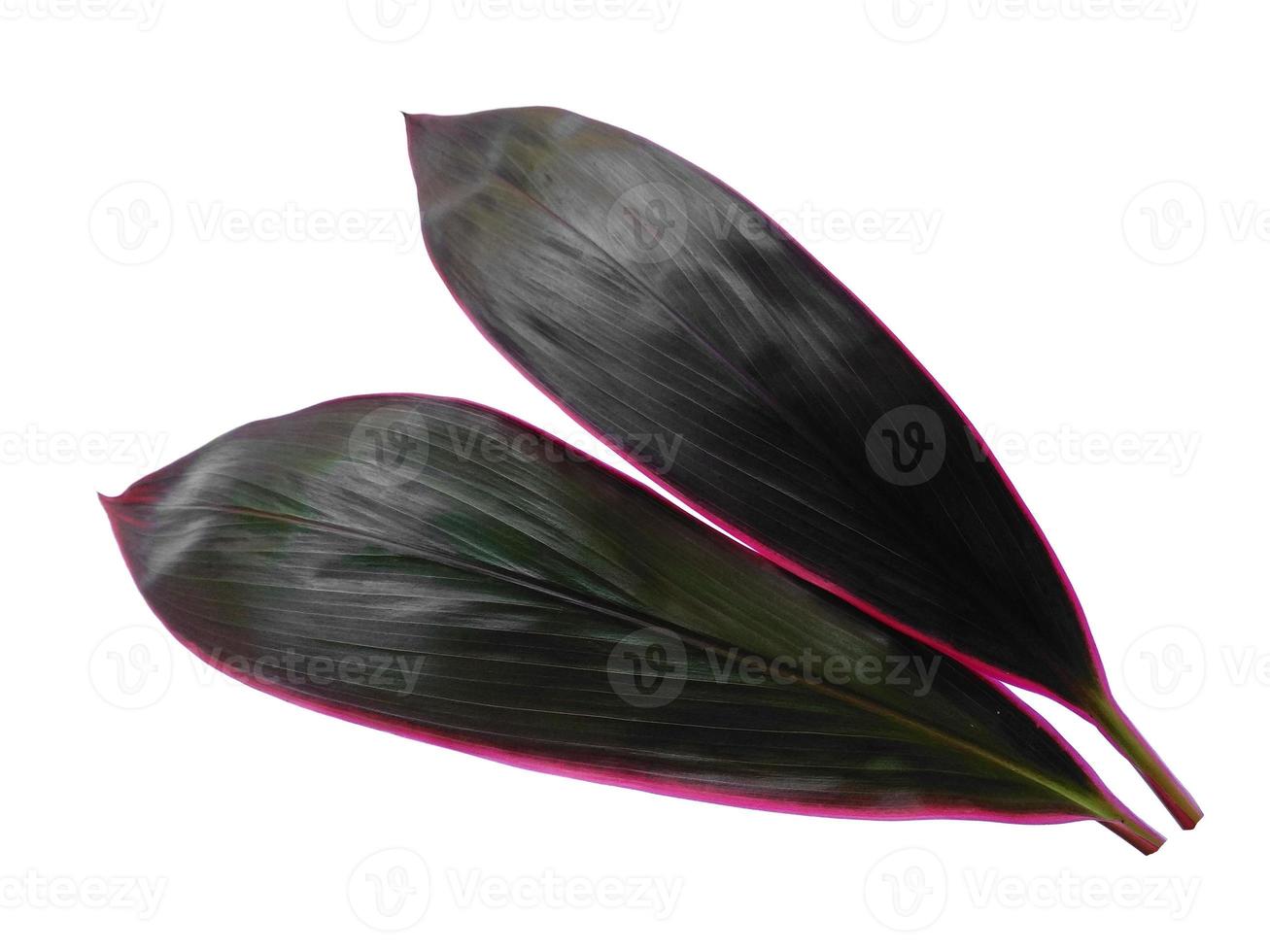 Cordyline Fruticosa-Blätter oder Hanjuang-Blatt auf weißem Hintergrund foto
