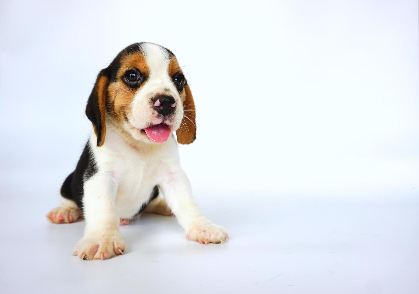 Entzückender dreifarbiger Beagle auf weißem Bildschirm. Beagles werden in einer Reihe von Forschungsverfahren eingesetzt. Das allgemeine Erscheinungsbild des Beagle ähnelt einem Miniatur-Fuchshund. Beagles haben ausgezeichnete Nasen. foto