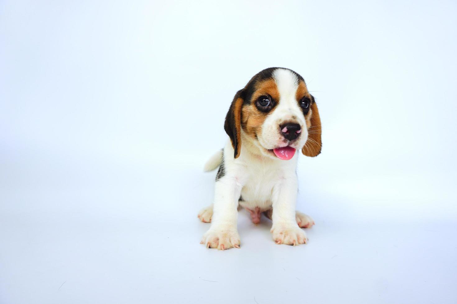 Entzückender dreifarbiger Beagle auf weißem Bildschirm. Beagles werden in einer Reihe von Forschungsverfahren eingesetzt. Das allgemeine Erscheinungsbild des Beagle ähnelt einem Miniatur-Fuchshund. Beagles haben ausgezeichnete Nasen. foto