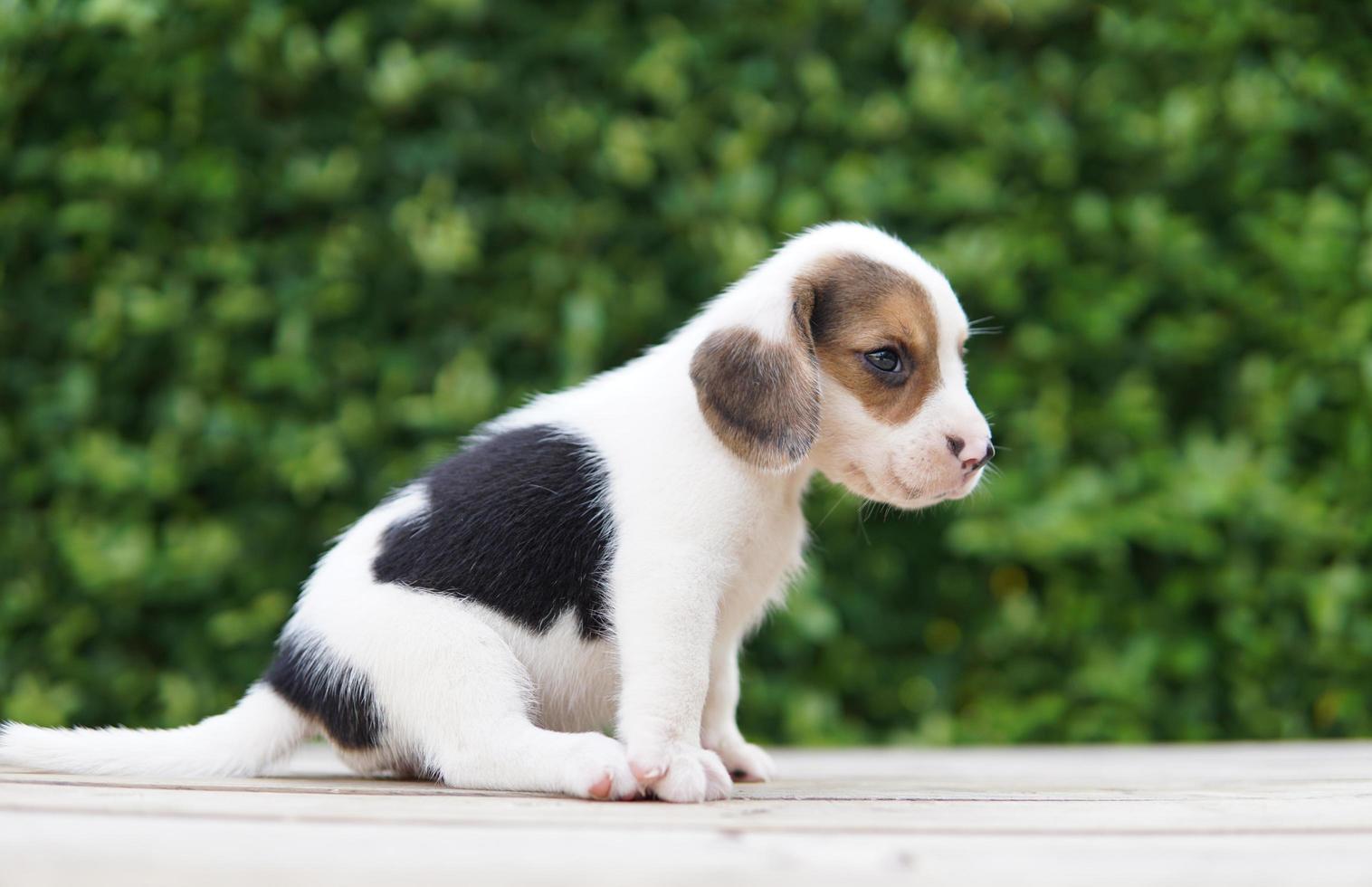 Süßer Beagle-Welpe im Alter von einem Monat, der auf Holzboden sitzt und sich freut. bild haben kopierraum für werbung oder text. Beagles haben ausgezeichnete Nasen. foto