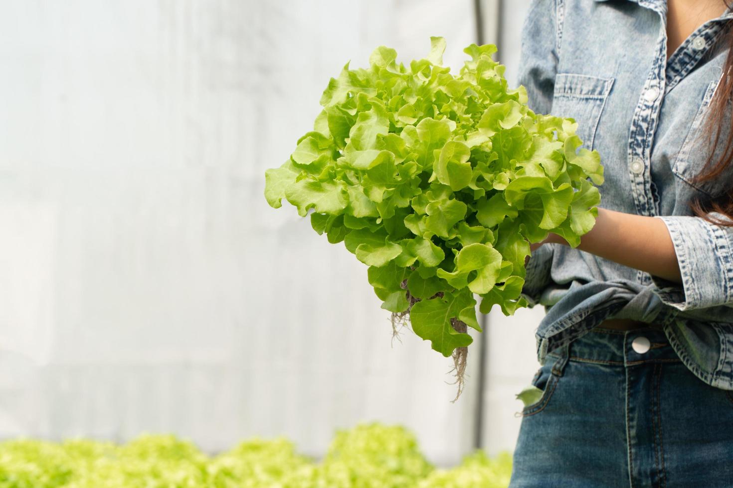 asiatische bäuerin, die rohen gemüsesalat hält, um die qualität im hydroponischen landwirtschaftssystem im gewächshaus zu überprüfen. Konzept von Bio-Lebensmitteln foto