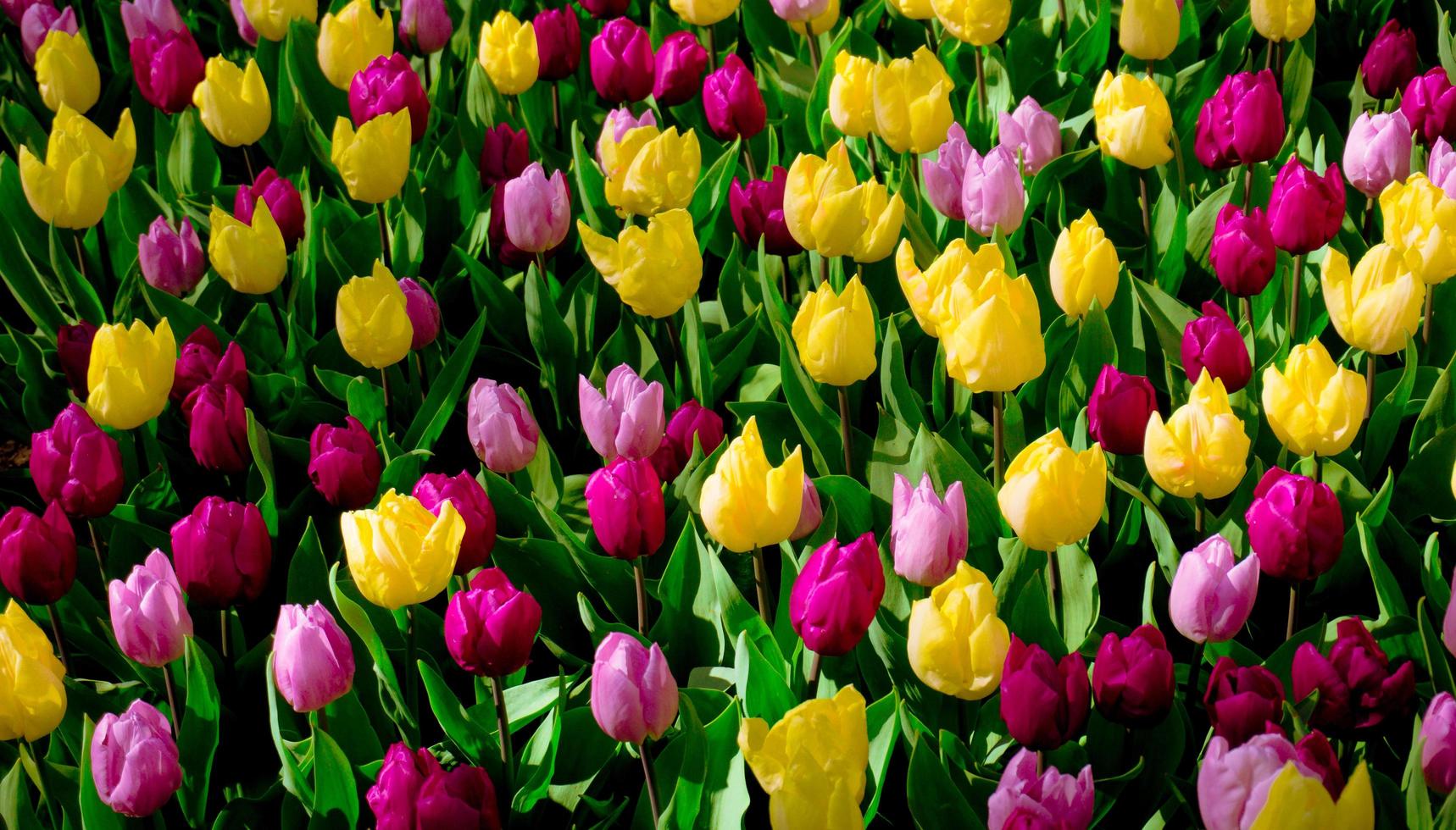 frühlingshintergrund, tulpenblume, helle schöne farbe, blüte im garten auf freiem feld, warmer frühlingstag, nahaufnahme foto