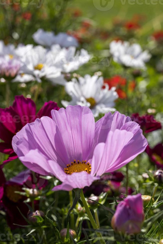 Kosmosblumen in voller Blüte in Eastbourne foto