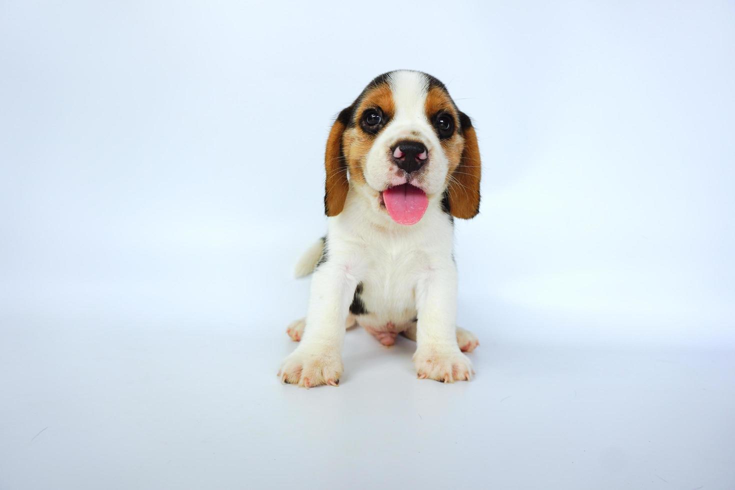 Entzückender dreifarbiger Beagle auf weißem Bildschirm. Beagles werden in einer Reihe von Forschungsverfahren eingesetzt. Das allgemeine Erscheinungsbild des Beagle ähnelt einem Miniatur-Fuchshund. Beagles haben ausgezeichnete Nasen. foto