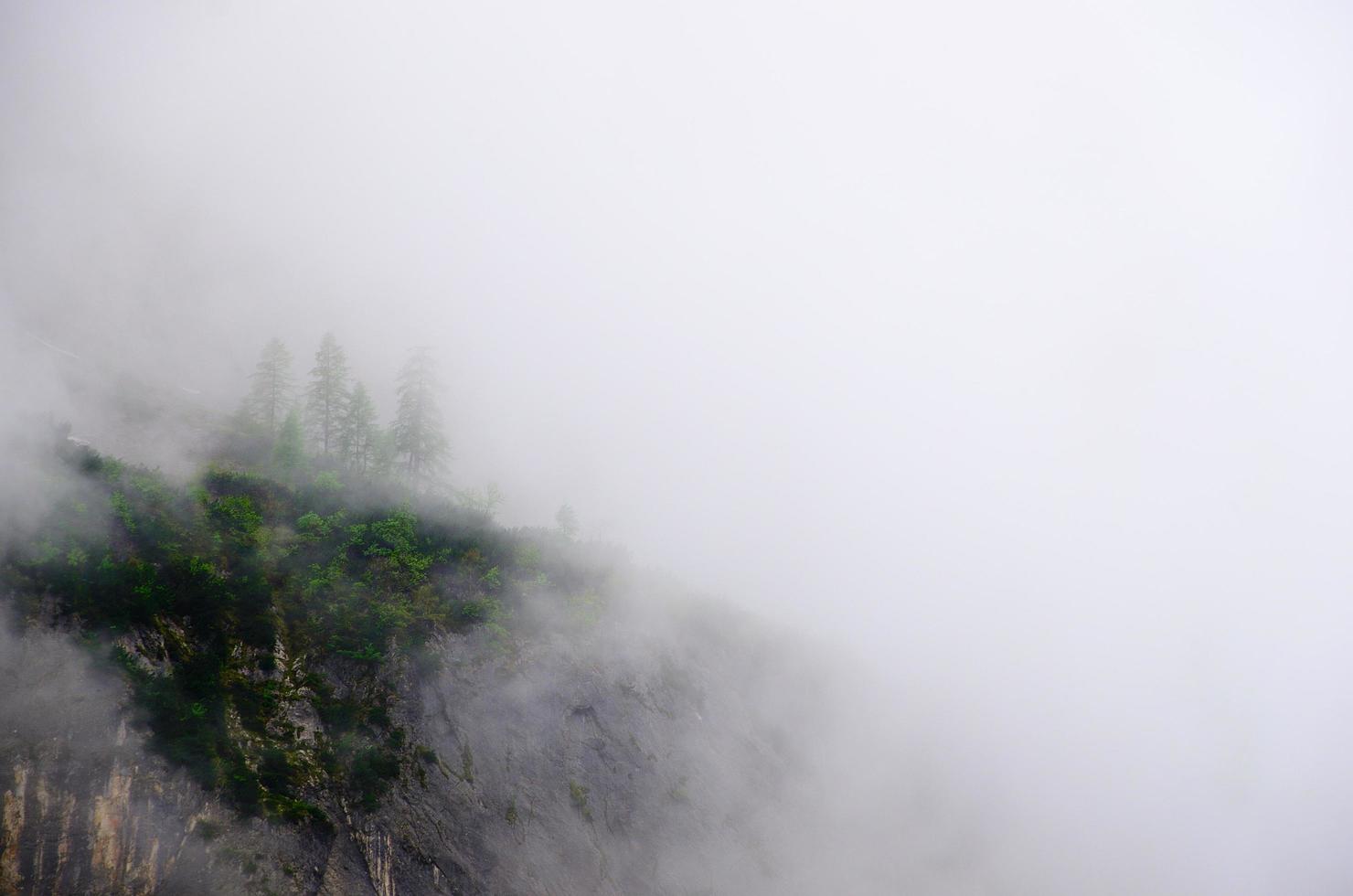 bunter Wald mit weißem Nebel foto