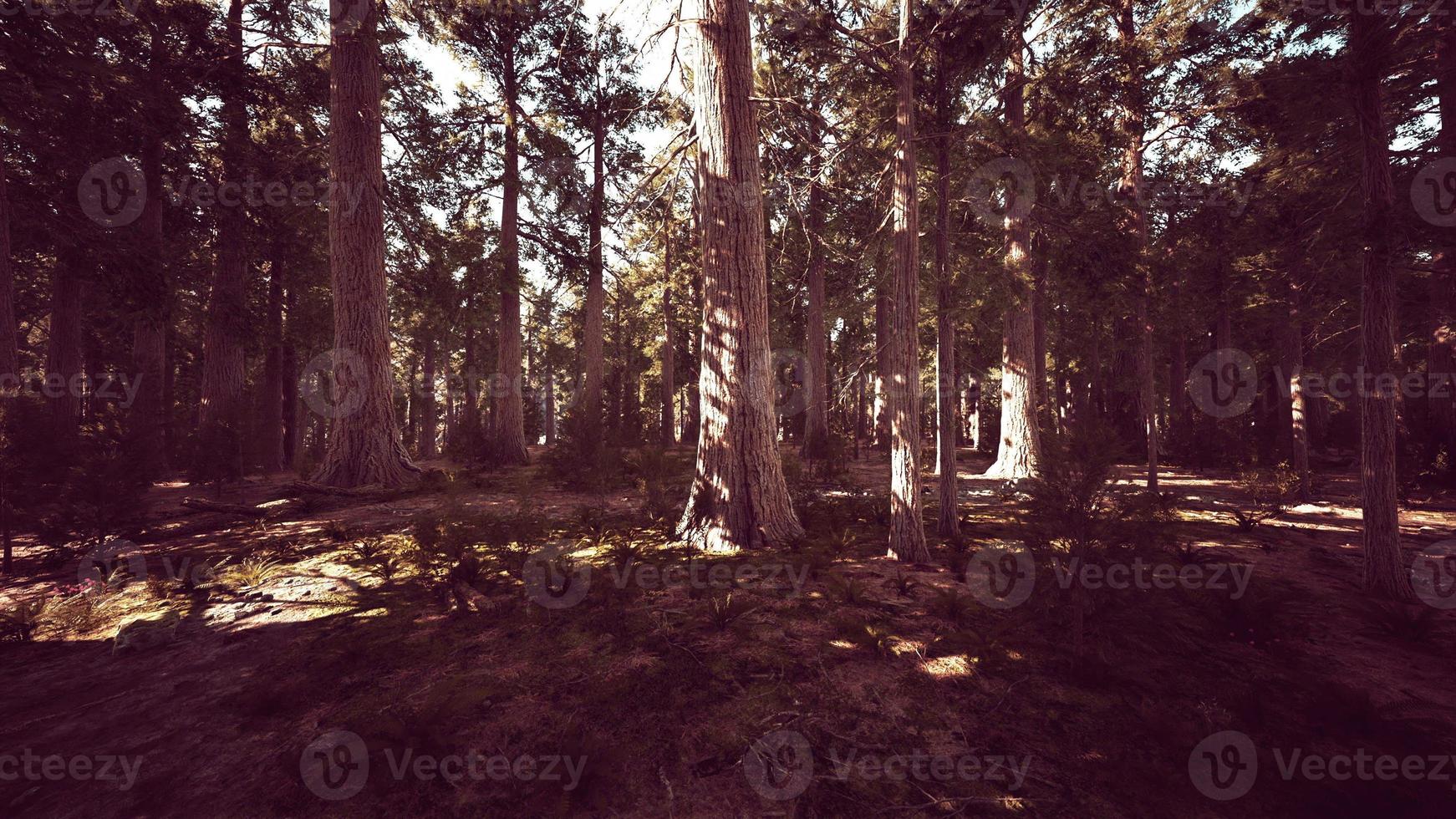 Riesenmammutbäume oder Sierra Redwood, die im Wald wachsen foto