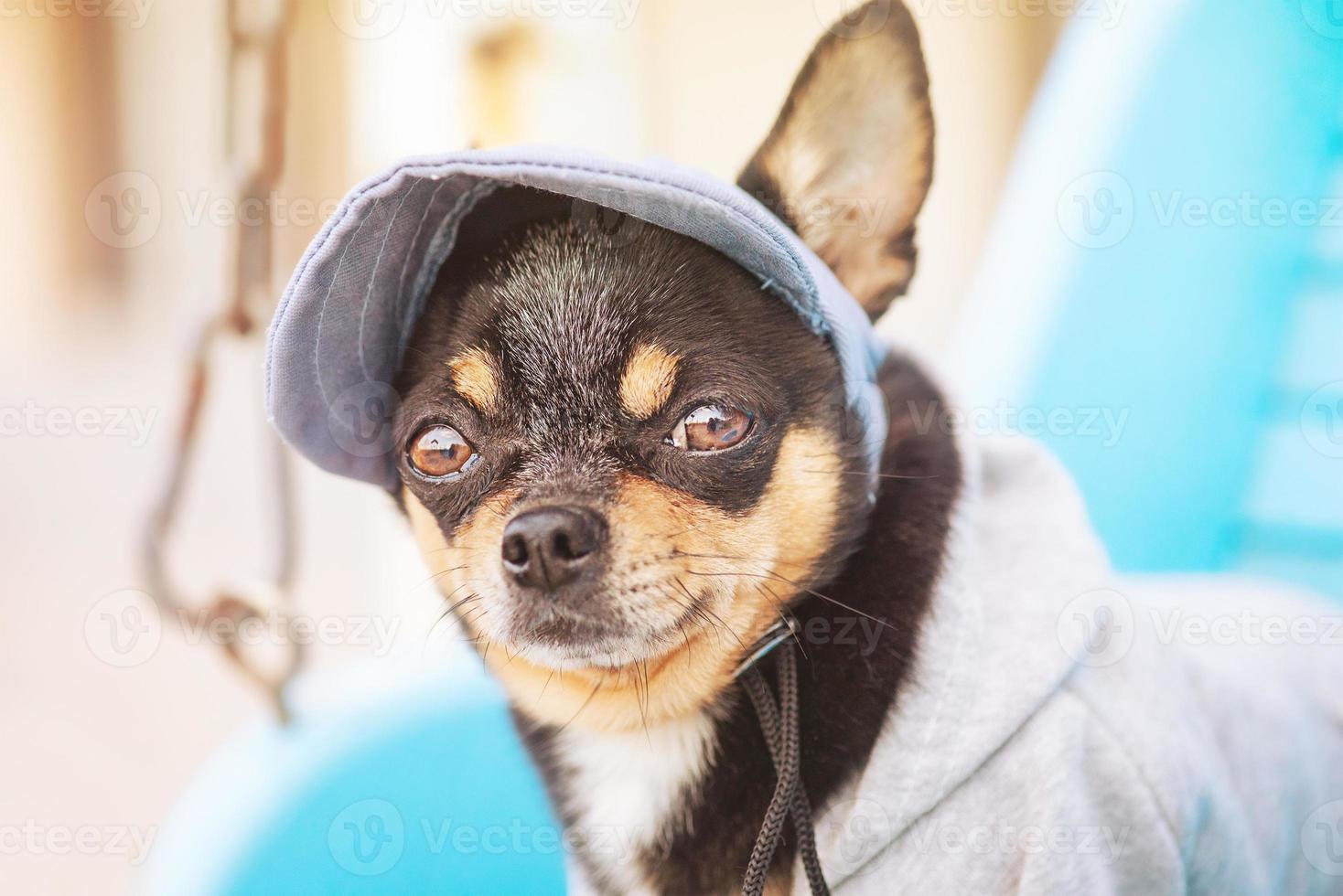 Mini-Chihuahua-Hund in Kleidung auf einer Schaukel. Porträt eines Haustieres. foto